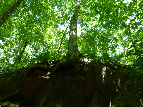 The tree in the rock (color)