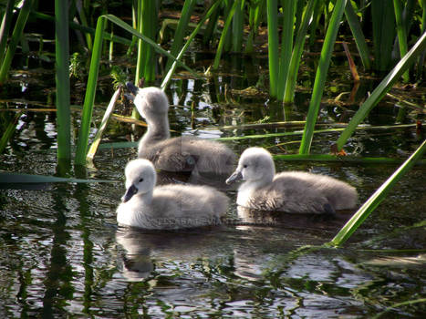 A trio of Cygnet