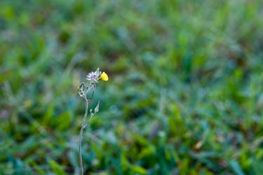 Flower n grass Stock