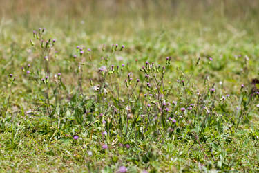 Weeds n flowers1 Stock