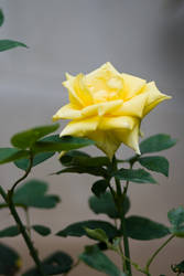 Yellow Rose Stock