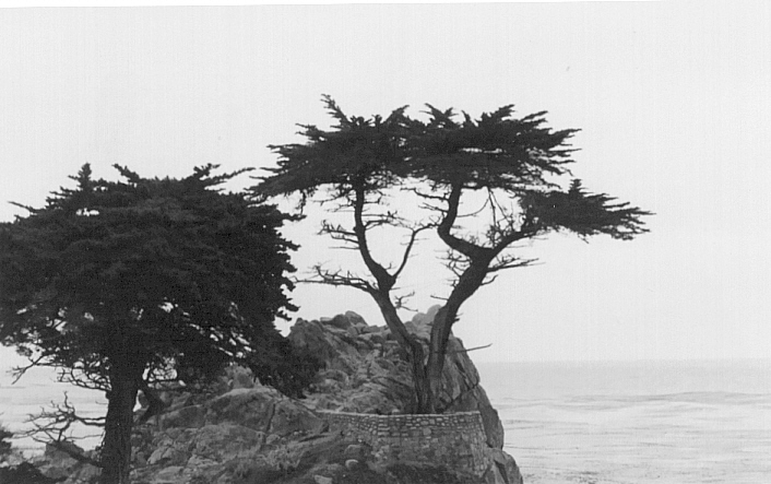 The Lone Cypress