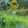 Turtle Crossing