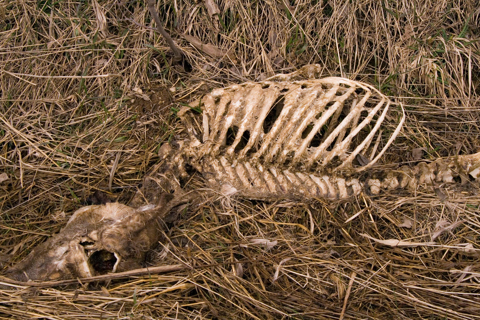 deer bones