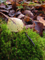 Moss and Leaf