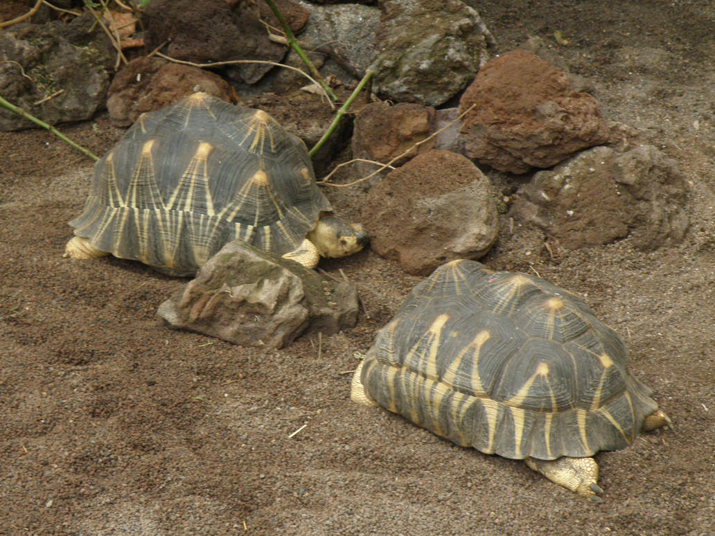 Turtles by Chrissice on DeviantArt