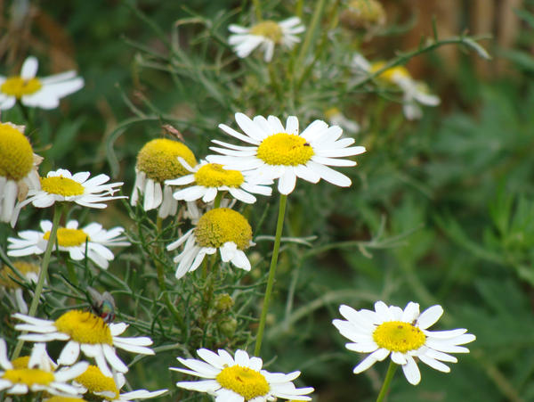 Chamomile and some insects by matt2106 on DeviantArt