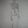 Skeleton Study