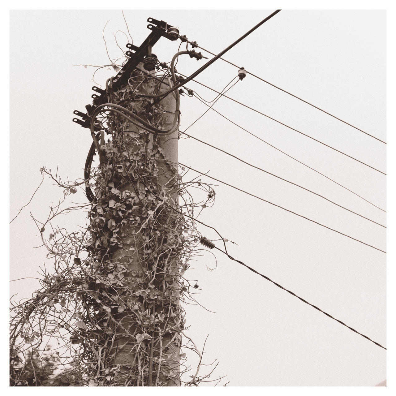 Utility Pole