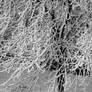 park composition VIII