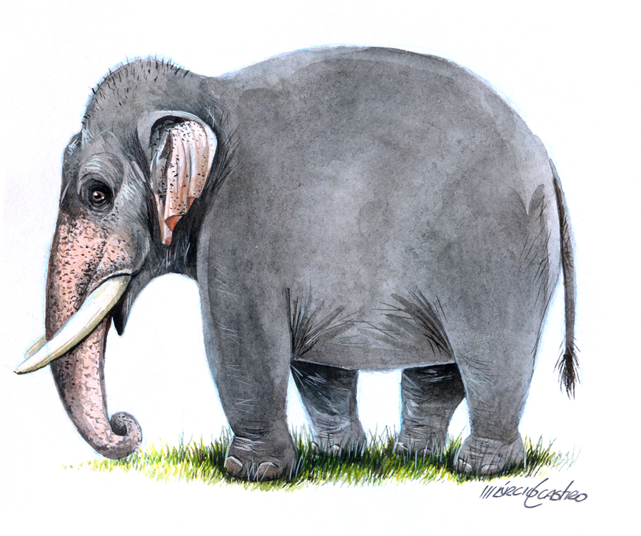 Indian Elephant