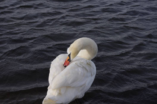 Swan against black water