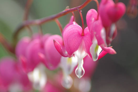 Heart shaped blossom