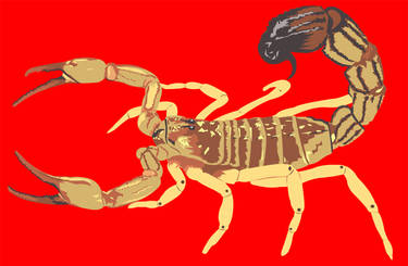 Fattail Scorpion