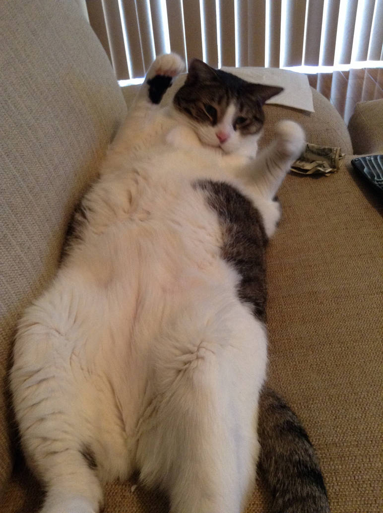 Dat Fat Cat Mah Fat Cat by FreeStyler7 on DeviantArt