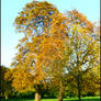 Hyde Park: Memories of Autumn