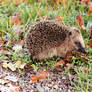 little hedgehog