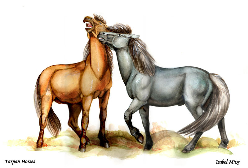 Tarpan Horses