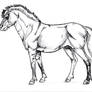 Equus Primigenious-sketch