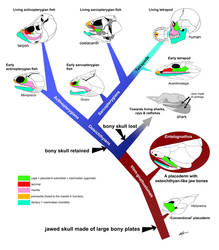 Entelognathus #2: Evo from the fish's mouth