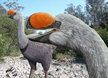 Dromornis planei (the former Bullockornis)