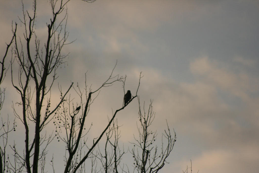 Hawk in tree by PrissWolfwood on DeviantArt