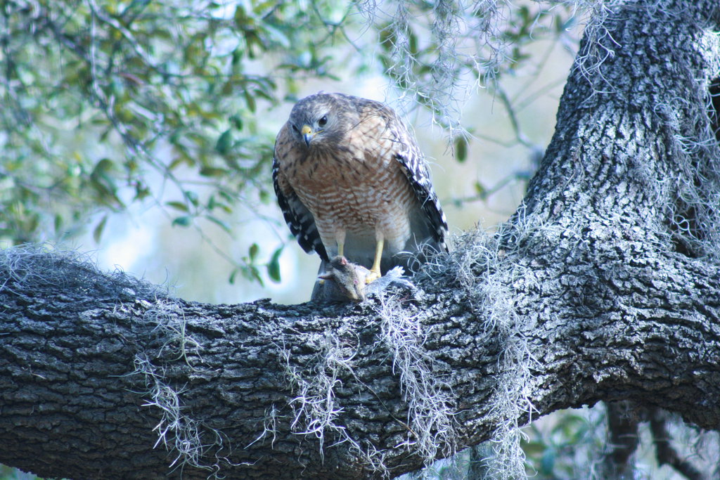 Hungry Hawk 1