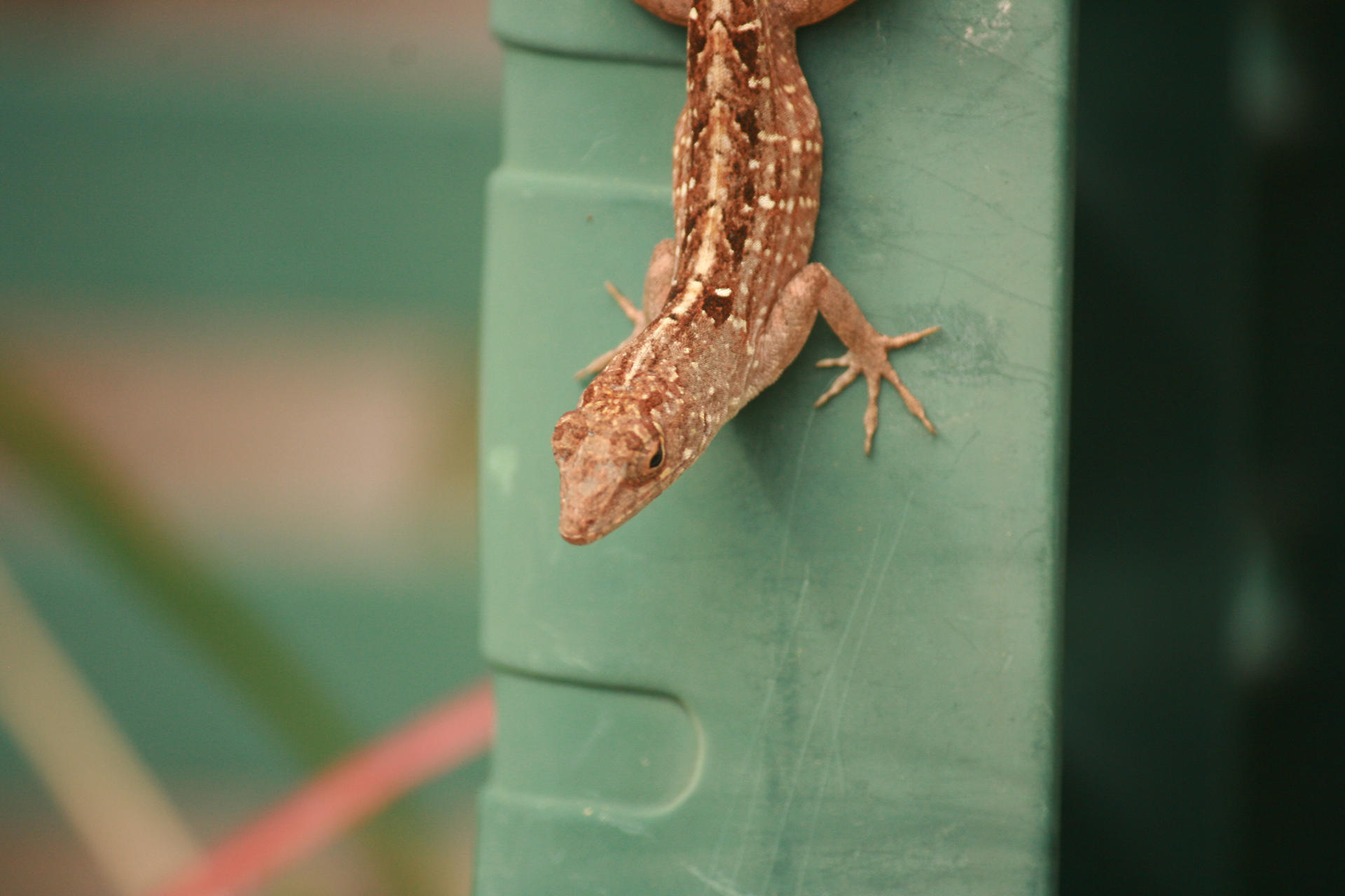 Lizard look 2 by PrissWolfwood on DeviantArt