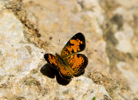 Orange Butterfly