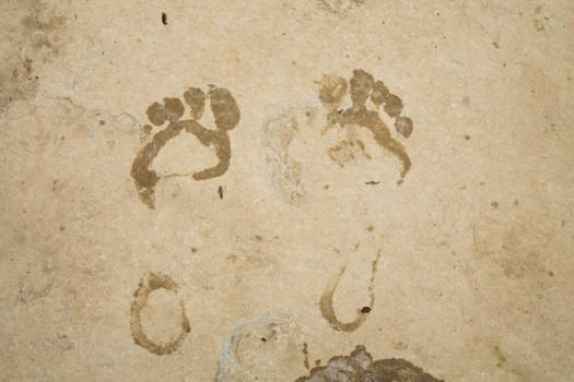 Footprints