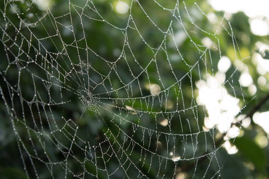 Spiderweb 3