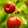 crab apple