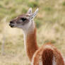 guanaco