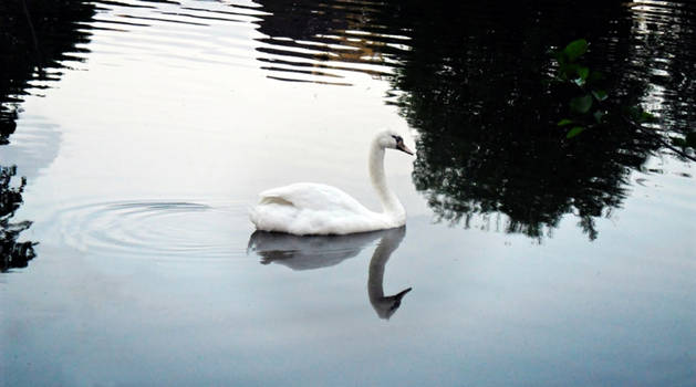 Swan