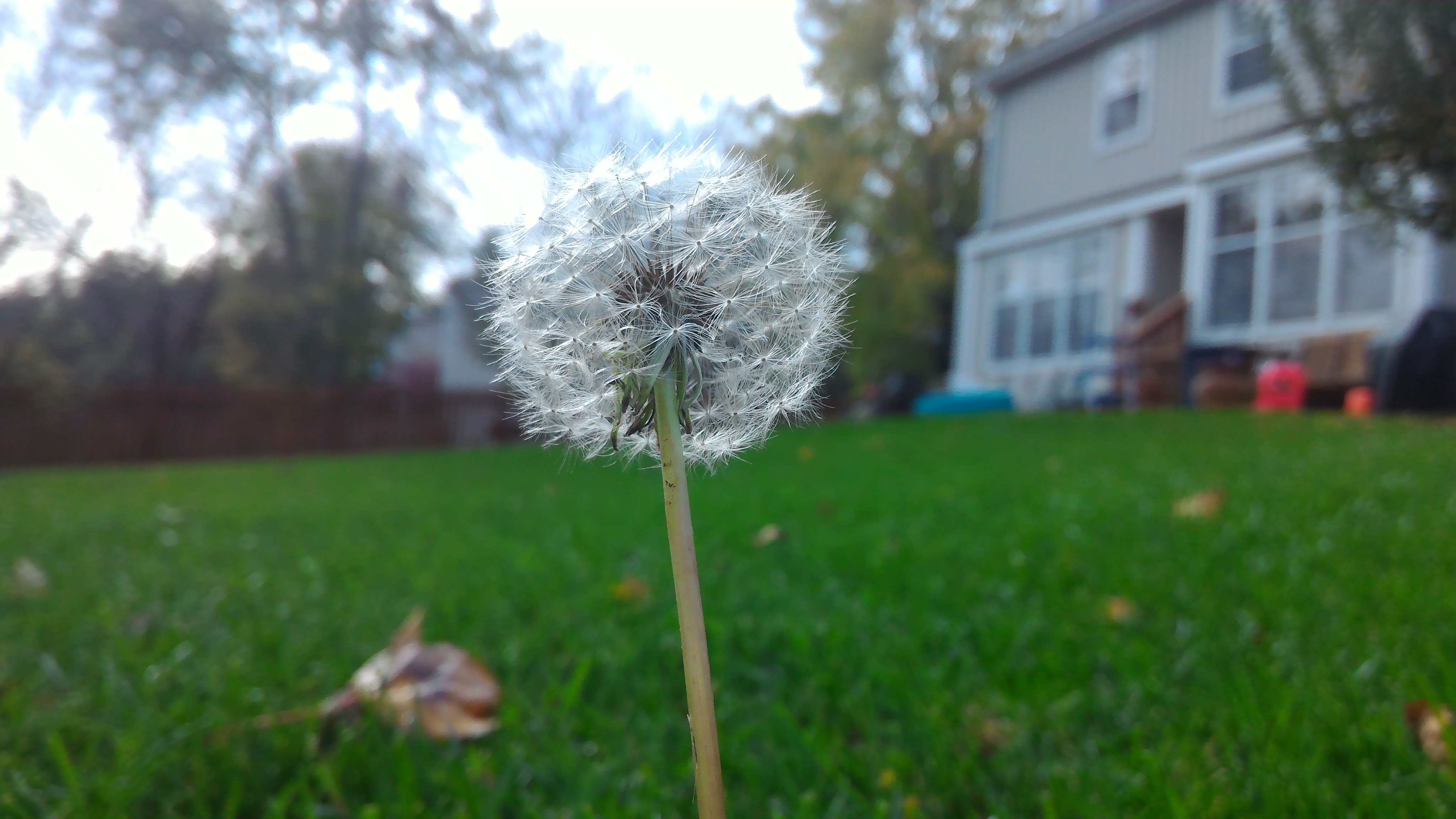 Last Dandelion