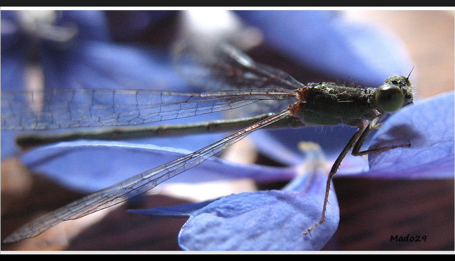 Libellule in blue