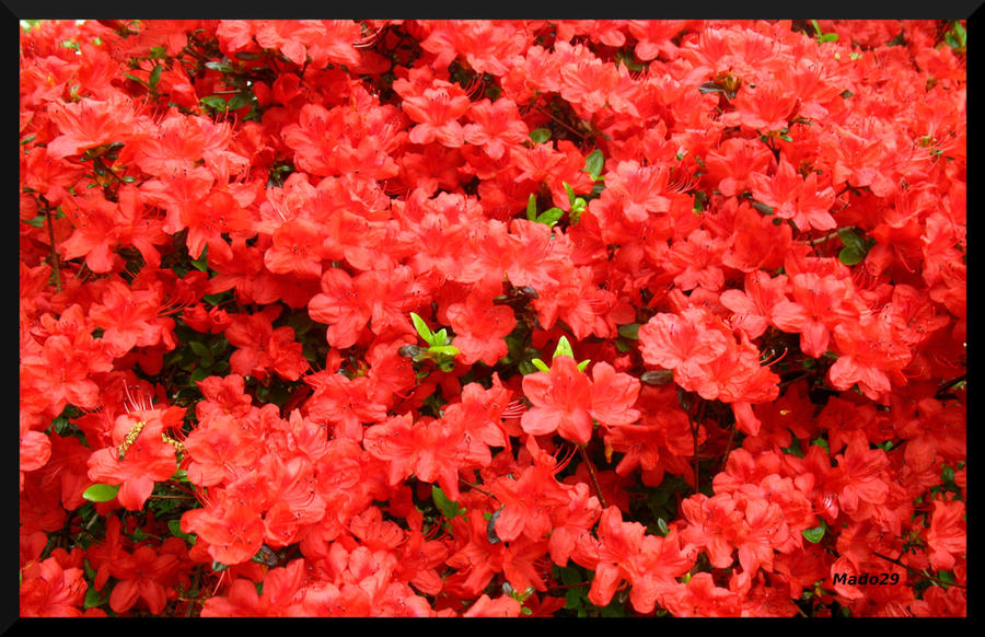 Red Spring Thing Red spring by Mado29 on DeviantArt