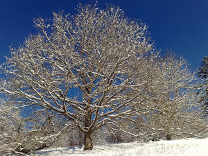 after a snowy day