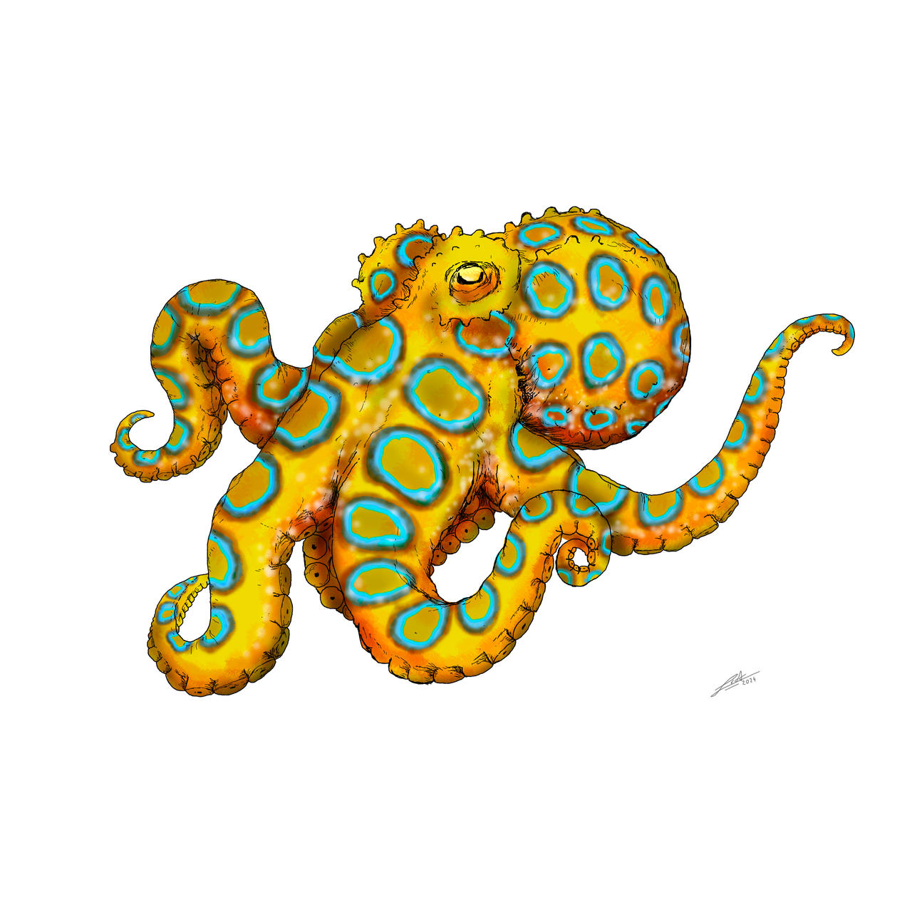 Blue-ringed octopus by BioPictureStudio on DeviantArt