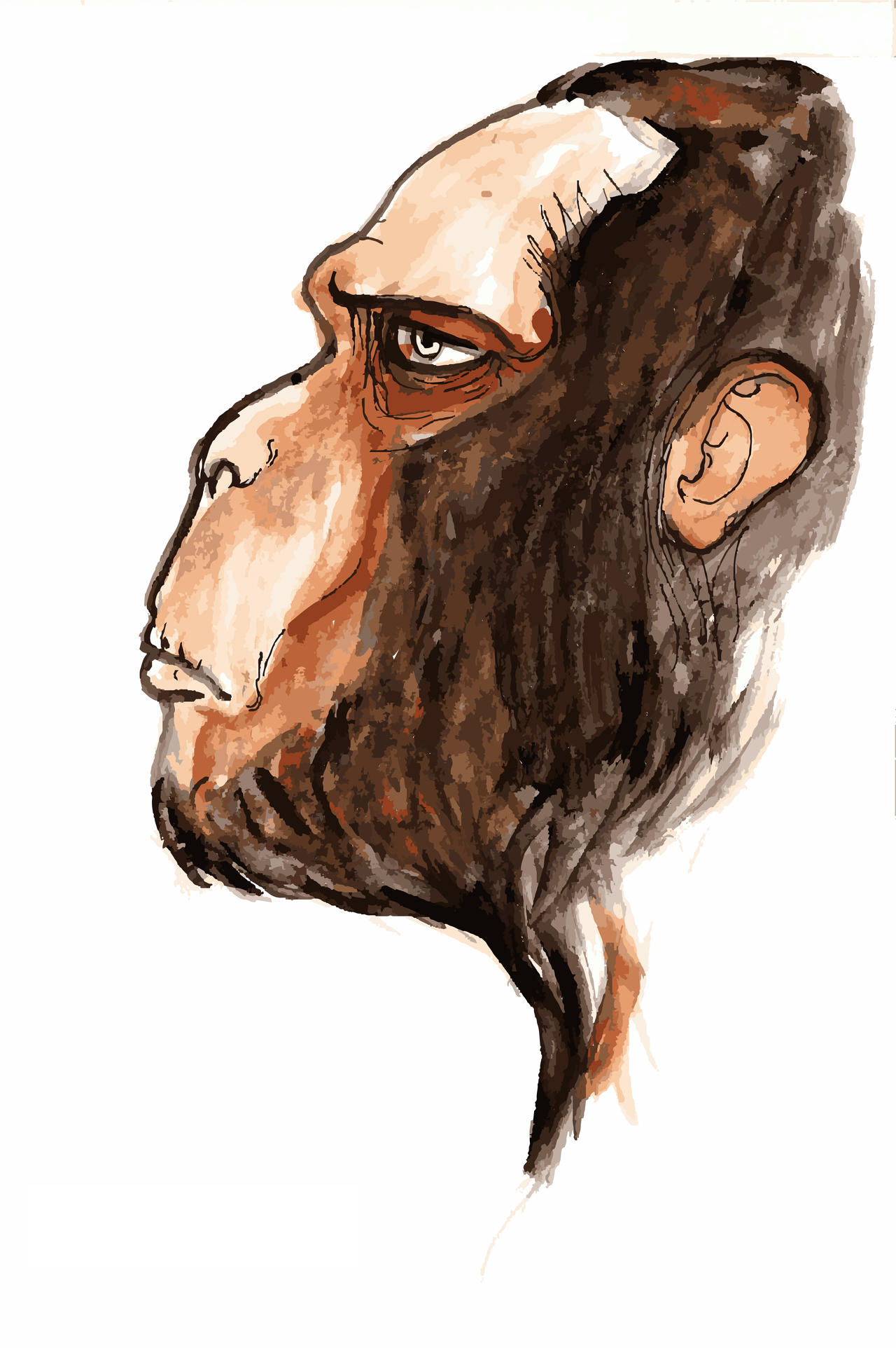 Primates Deviantart Base Sketches for illustrations about primates by BioPictureStudio on DeviantArt