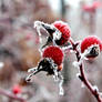Frozen Berries II