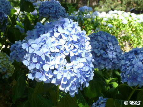 Hydrangeas