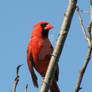 Northern Cardinal Male