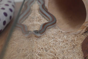 Male Rosy Boa