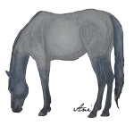 Blue Roan Horse