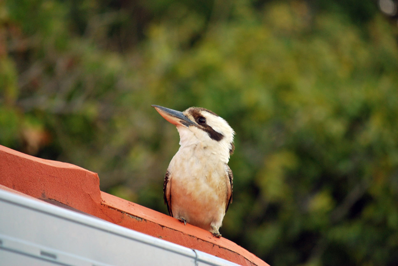 kookaburra