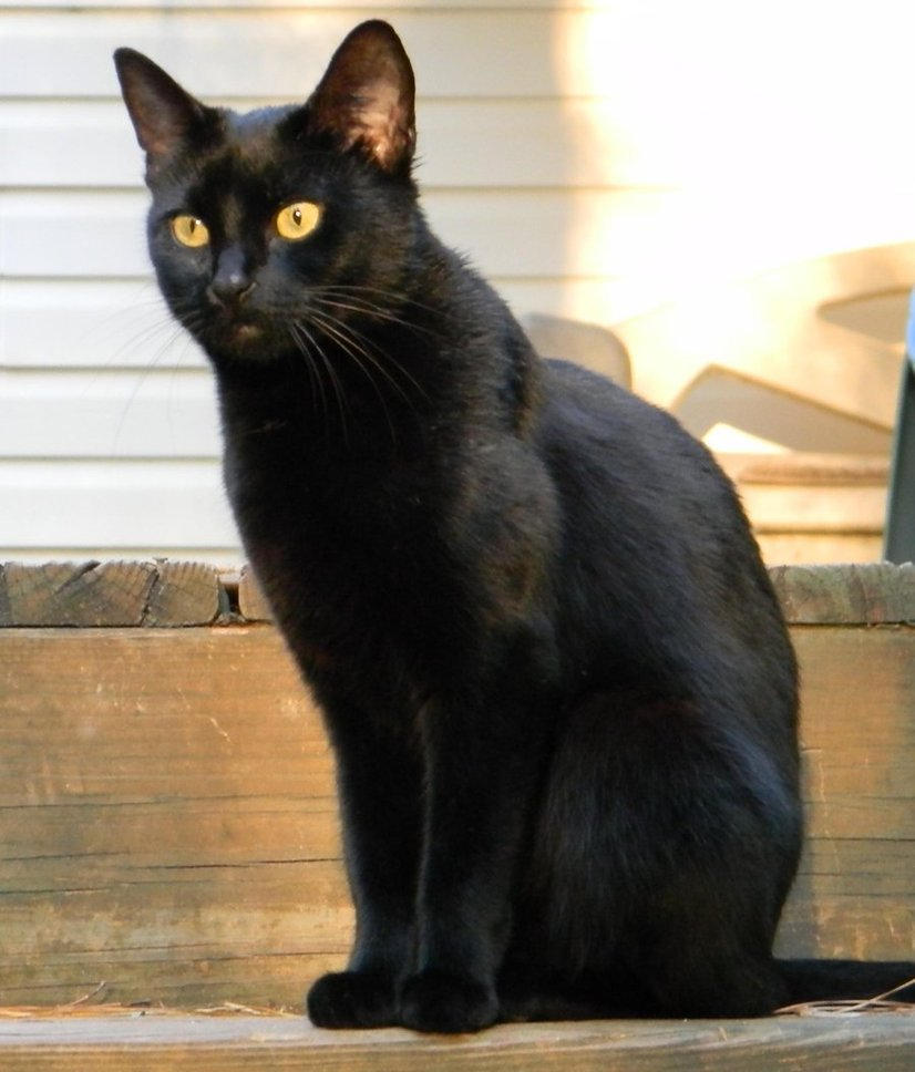 Черная кошка в доме хорошо. Чёрный кот. Черные коты. Черная кошка домашняя. Черный кот сидит.