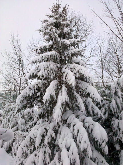 Snowy Tree