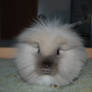 Lionhead 1