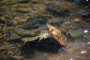 King Crawfish Exoskeleton